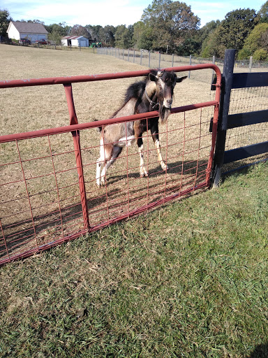 Wedding Venue «Rancho Alegre Farm», reviews and photos, 2225 Givens Rd, Dacula, GA 30019, USA