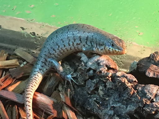 Pet Store «Petfection Exotic Pet Specialist», reviews and photos, 2989 PA-611 Suite 102, Tannersville, PA 18372, USA