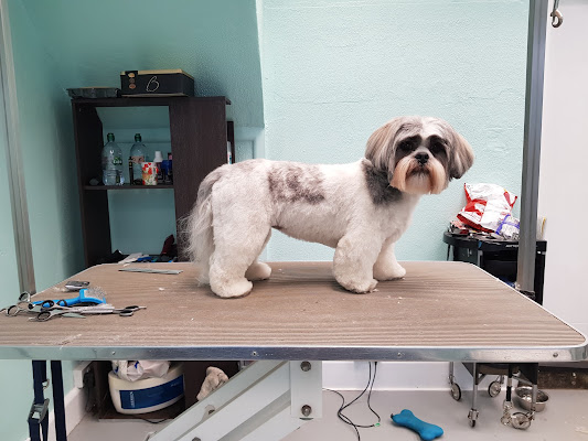 Cherished Pets, Bournemouth | Salon Dog Grooming!