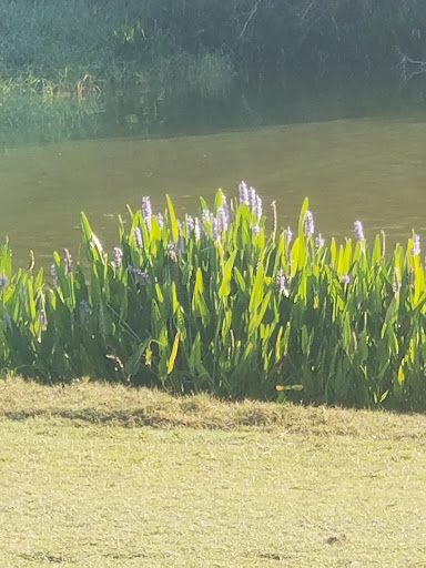 Golf Club «SANDRIDGE GOLF CLUB», reviews and photos, 5300 73rd St, Vero Beach, FL 32967, USA