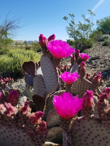 Park «Pueblo Park», reviews and photos, Peublo Vista Dr, Las Vegas, NV 89128, USA
