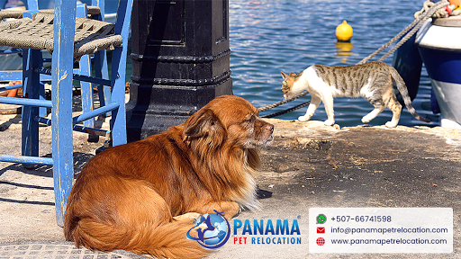 Panama Pet Relocation