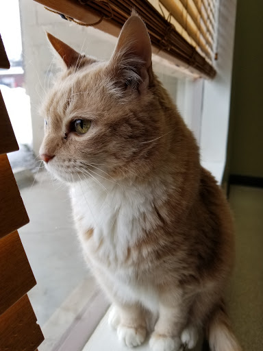 Columbia Gorge Veterinary Clinic image