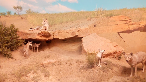 Natural History Museum «Denver Museum of Nature & Science», reviews and photos, 2001 Colorado Blvd, Denver, CO 80205, USA