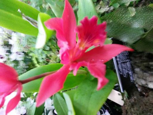 Vineyard «Stangeland Vineyards & Winery», reviews and photos, 8500 Hopewell Rd NW, Salem, OR 97304, USA