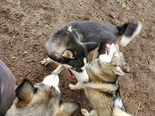 Dog Park «Hazeldale Park/ Dog park», reviews and photos, SW Farmington Rd, Aloha, OR 97007, USA