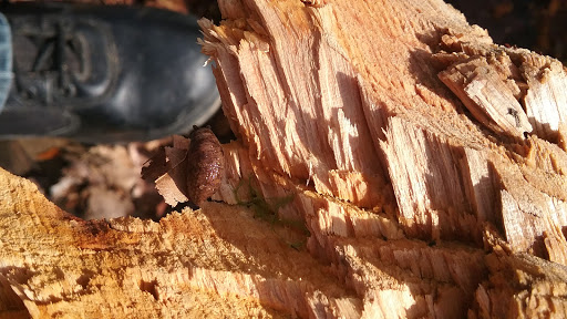 Park «Al Borlin Park», reviews and photos, 615 Simons Rd, Monroe, WA 98272, USA