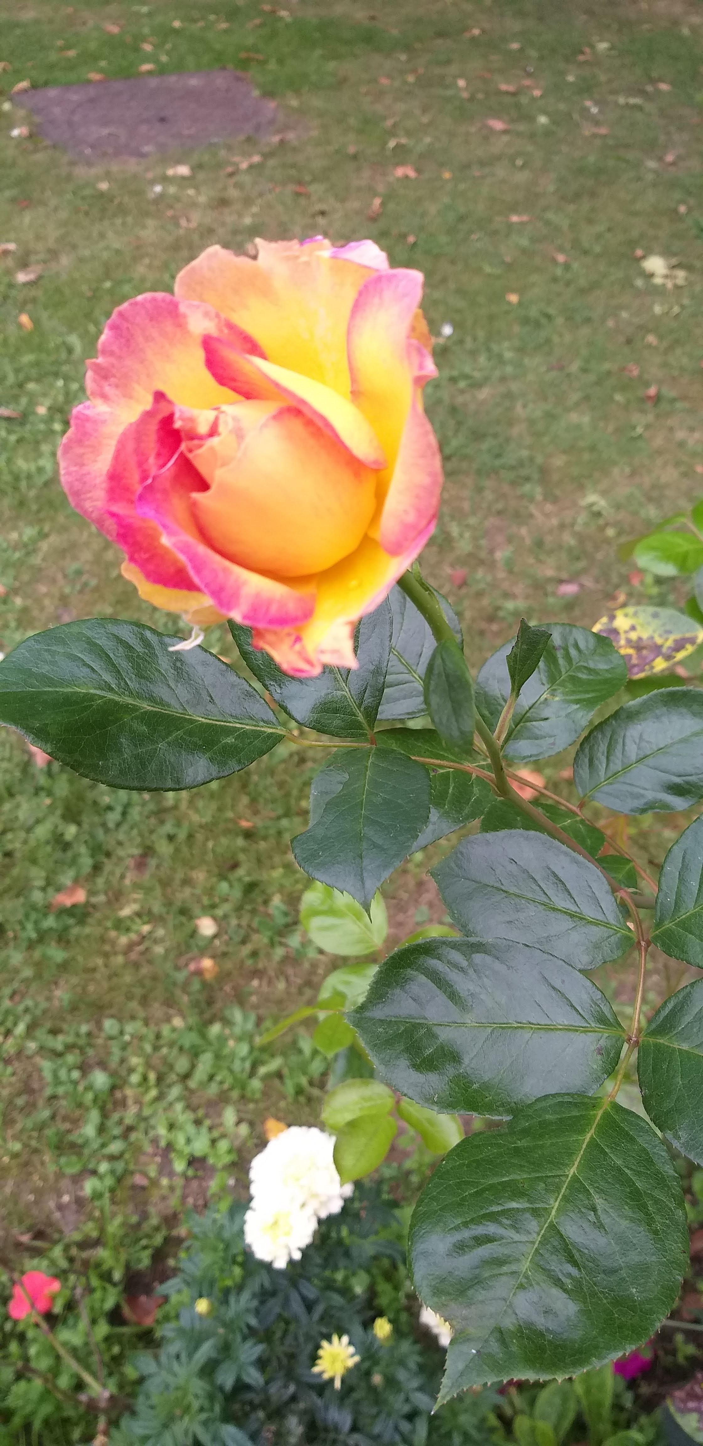 Photo n° 3 de l'avis de Sandrine.i fait le 07/09/2019 à 15:41