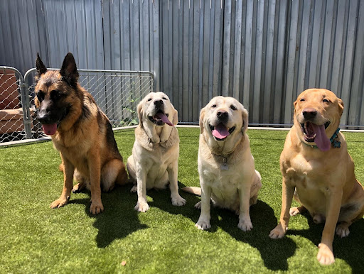 Whitaker Dog Day Camp - Dog Daycare and Boarding image