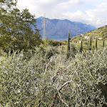 Photo n°1 de l'avis de Melanie.i fait le 01/09/2022 à 20:23 sur le  Trattoria Campiano à Malcesine