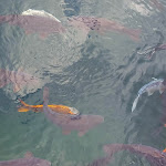 Photo n° 11 de l'avis de Annick.h fait le 26/09/2022 à 21:07 pour Chamagnieu Plongée à Chamagnieu