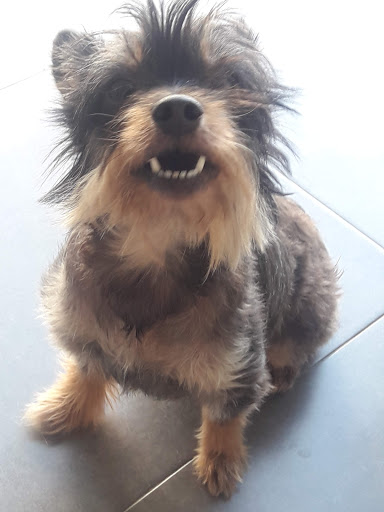 Veterivall en Càrcer