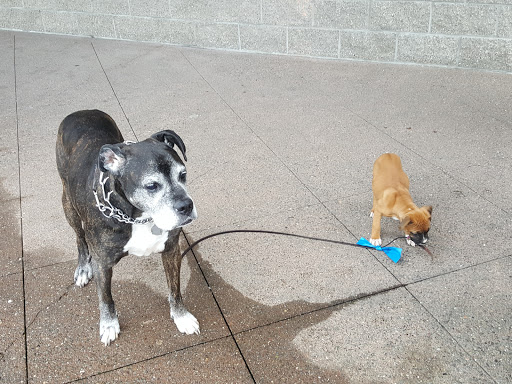 Pet Supply Store «PetSmart», reviews and photos, 1954 Santa Rosa Ave, Santa Rosa, CA 95407, USA