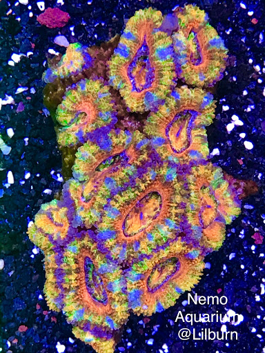 Aquarium «Nemos Aquarium», reviews and photos, 4051 Stone Mountain Hwy, Snellville, GA 30039, USA