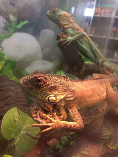 Pet Supply Store «Petco Animal Supplies», reviews and photos, 3000 Gateway St #220, Springfield, OR 97477, USA