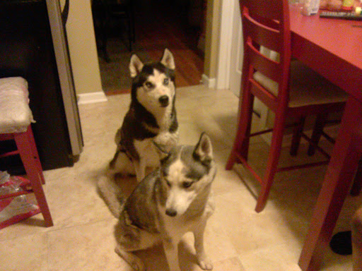 Pet Store «Happiness Is Pets - Downers Grove», reviews and photos, 1542 Ogden Ave, Downers Grove, IL 60515, USA