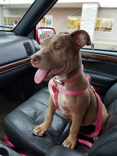 Pet Supply Store «PetSmart», reviews and photos, 475 Bank St, Waterbury, CT 06708, USA