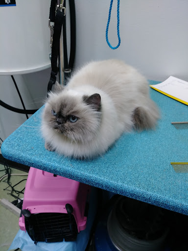 Pet Groomer «Happy Tails Pet Center», reviews and photos, 4370 SE King Rd Ste 260, Milwaukie, OR 97222, USA