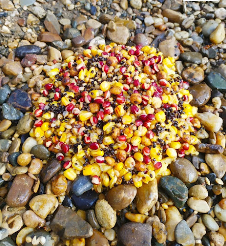 Fish Seed Workshop à Chavannes-sur-l'Étang