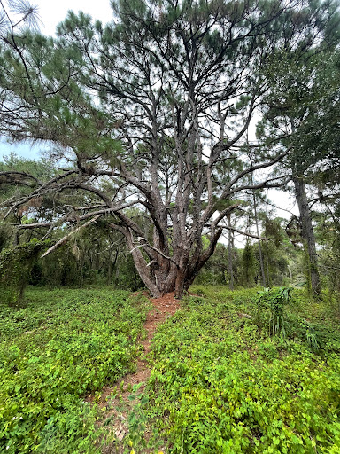 Park «Miramar Pineland Park», reviews and photos, 3600 S University Dr, Miramar, FL 33025, USA