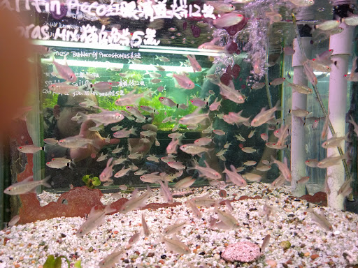 Aquarium Shop «Royal Aqua world Inc.», reviews and photos, 815 65th St, Brooklyn, NY 11220, USA