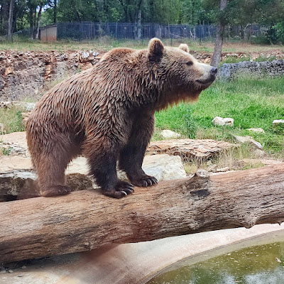 Parc Animalier de Gramat à Gramat