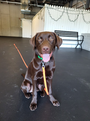 Dog Trainer «Off Leash K9 Training, Charlottesville», reviews and photos, 8782 Seminole Trail, Ruckersville, VA 22968, USA