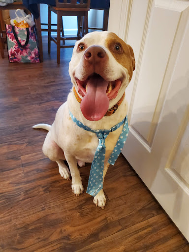 Pet Supply Store «PetSmart», reviews and photos, 1013 W University Ave, Georgetown, TX 78628, USA