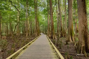 Congaree National Park image