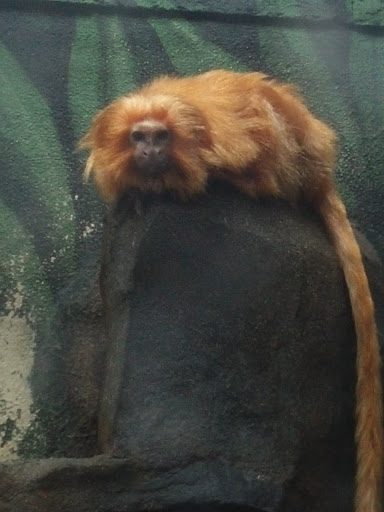 Zoo «Utica Zoo», reviews and photos, 1 Utica Zoo Way, Utica, NY 13501, USA