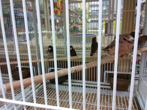 Pet Supply Store «Pet Supermarket», reviews and photos, 465 State Rd 13, Fruit Cove, FL 32259, USA