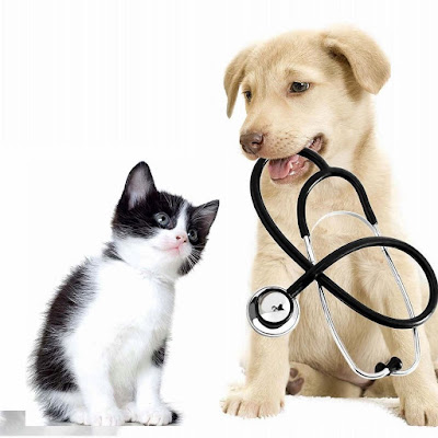 My Home Vet - Vétérinaire à domicile à Mouans-Sartoux