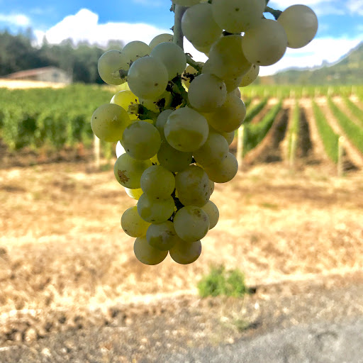 Winery «Colene Clemens Vineyards», reviews and photos, 22501 NE Dopp Rd, Newberg, OR 97132, USA