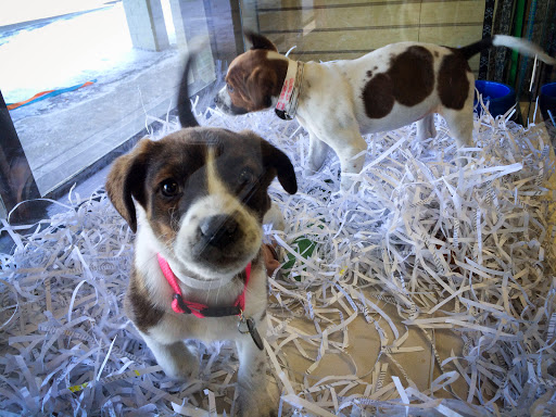 Pet Supply Store «Virginia Beach SPCA Pet Supplies & Adoption Center», reviews and photos, 983 Providence Square Shopping Center, Virginia Beach, VA 23464, USA