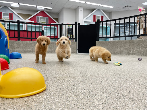 Pet Store «Animal Kingdom», reviews and photos, 4500 N Oracle Rd #254, Tucson, AZ 85705, USA