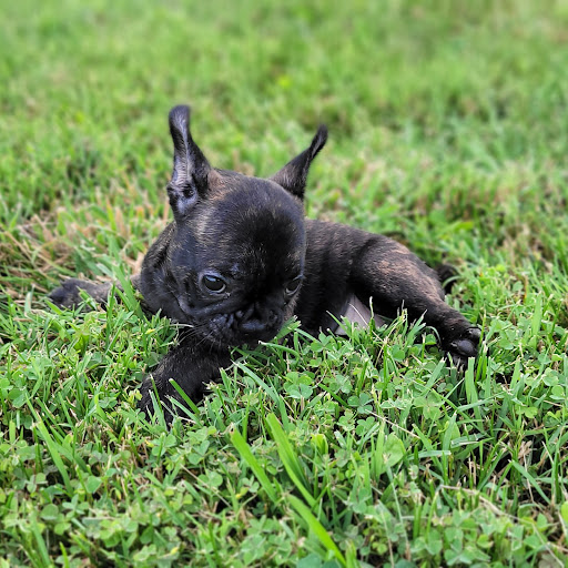 Pet Store «PV Pets», reviews and photos, 233 S Broadway, Pennsville, NJ 08070, USA