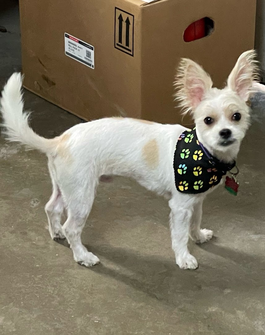 Paw Prints Grooming Salon