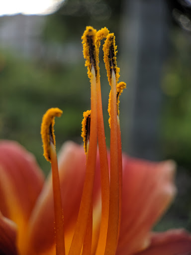 Park «Back Bay Fens», reviews and photos, 100 Park Dr, Boston, MA 02215, USA