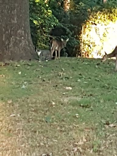 Park «Glenfield», reviews and photos, Bloomfield Ave & Maple Ave, Montclair, NJ 07042, USA