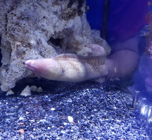 Pet Store «A Family Pet Center», reviews and photos, 6230 N Lockwood Ridge Rd, Sarasota, FL 34243, USA