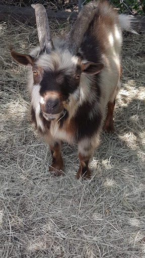 Tourist Attraction «Chestnut Square Historic Village», reviews and photos, 315 S Chestnut St, McKinney, TX 75069, USA