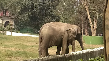 Zoological Garden, Alipore Zoo - Elephant Zone Photos