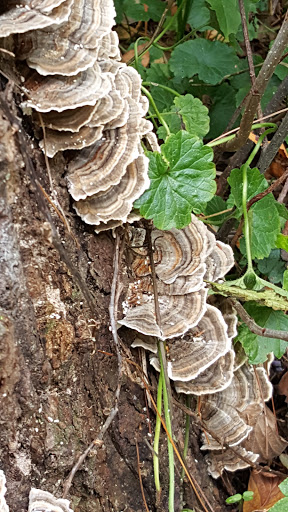 Nature Preserve «Lothlorien Nature Sanctuary», reviews and photos, 559 McFadden Ridge Rd, Bedford, IN 47421, USA