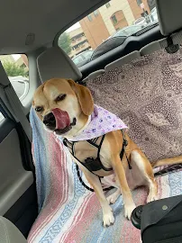 Pet Palace - Car repair in Huntington, WV, Huntington - Rated 4.3/5