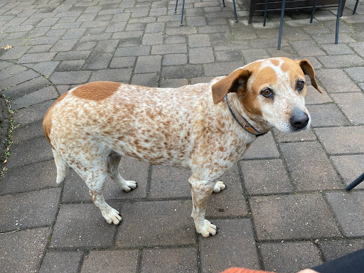 Albemarle CiderWorks