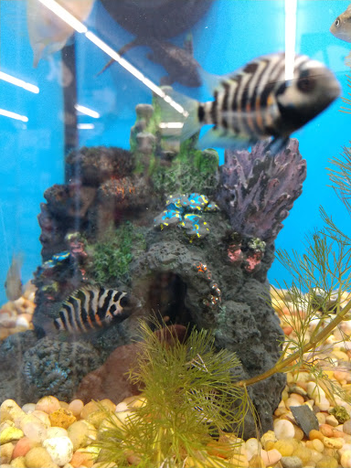 Pet Supply Store «Pet Supplies Plus», reviews and photos, 319 N Berkeley Blvd, Goldsboro, NC 27534, USA