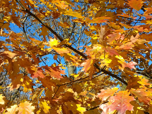 Park «Marcus Garvey Park», reviews and photos, 18 Mt Morris Park W, New York, NY 10027, USA