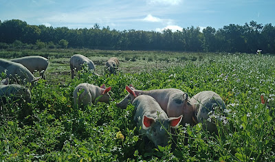 La Ferme de la Chéreautière à Nouan-le-Fuzelier