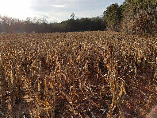 Christmas Tree Farm «Sleepy Hollow Farm & Escape Woods», reviews and photos, 628 Sleepy Hollow Rd, Powder Springs, GA 30127, USA