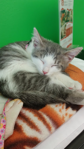 Pet Supply Store «Pet Supplies Plus», reviews and photos, 6845 Highland Rd, White Lake, MI 48383, USA